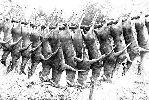 Whitetail Deer Prints: A string of fifteen dead Whitetail Deer hung between two trees by an unseen party of hunters in northern Wisconsin