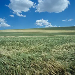 Washington State Prints: Strip farmed cereals alternate wheat barley The Palouse Washington USA