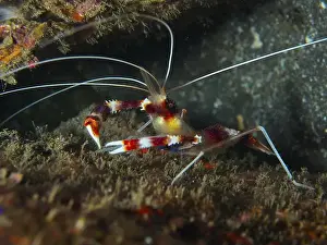 Dive Site Prints: A striped Banded Coral Shrimp (Stenopus hispidus) in an underwater area with algae