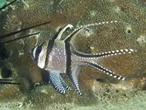 Cala Prints: A striped Banggai cardinalfish (Pterapogon kauderni) with elegant fins in front of a coral reef