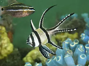 Bays Prints: A striped Banggai cardinalfish (Pterapogon kauderni) swimming near blue sea squirts
