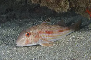 Red Eyes Prints: A striped barb (Mullus surmuletus) with red eyes lies on the sandy seabed