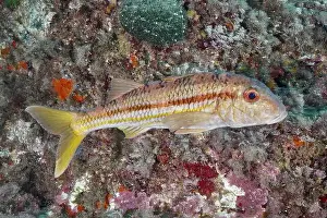 South France Prints: A striped barb (Mullus surmuletus) swimming along a reef