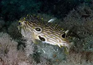 Spines Prints: A Striped Burrfish (Chilomycterus schoepfi) in Florida, USA