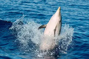 Flipper Prints: striped dolphin jumping outside the blue sea
