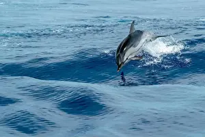 Flipper Prints: striped dolphin jumping outside the blue sea