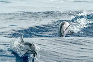 Flipper Prints: striped dolphin jumping outside the blue sea