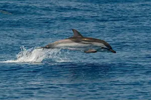 Flipper Prints: A striped dolphin, Stenella coeruleoalba, wild and free jumping in mediterranean Sea