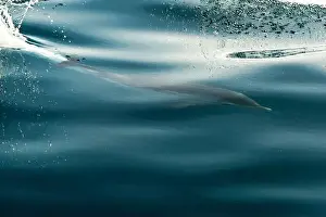 Ligurian Prints: A striped dolphin surfing under a sea wave before jumping outside the sea