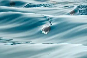 Ligurian Prints: A striped dolphin surfing under a sea wave before jumping outside the sea