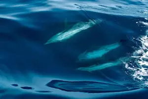 Ligurian Prints: A striped dolphin surfing under a sea wave before jumping outside the sea