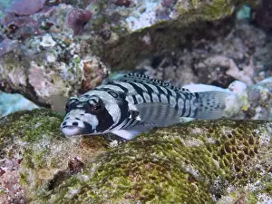 Sea Creatur Prints: A striped eye-striped sand bass (Parapercis tetracantha) lies on a coral and shows black and white patterns