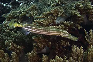 Percomorphaceae Prints: A striped fish, Chinese trumpetfish (Aulostomus chinensis)