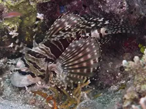 Spiky Prints: A striped fish with conspicuous fins