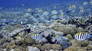 Damselfish Prints: Many striped fish, Indo-Pacific sergeant (Abudefduf vaigiensis)