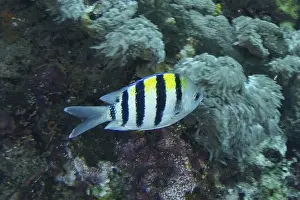 Pomacentridae Prints: A striped fish, Indo-Pacific sergeant (Abudefduf vaigiensis)