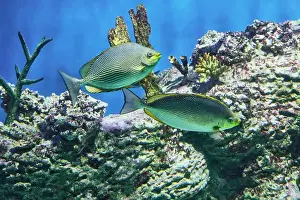 Glisten Prints: Two striped fish Java rabbitfish (Siganus javus) swimming around coral in vivid aquarium scene