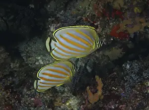 Orange Color Prints: Two striped fish, Orange Banded butterflyfish (Chaetodon ornatissimus)