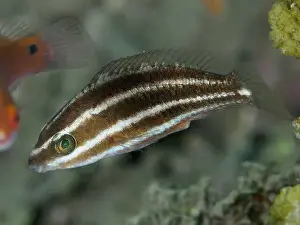 Bony Fishes Prints: Striped fish, rainbow parrotfish (Scarus forsteni) juvenile
