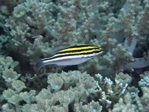 Percomorphaceae Prints: A striped fish, sash snapper (Scolopsis bilineata) juvenile