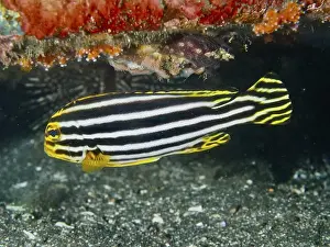Percomorphaceae Prints: A striped fish, striped sweetlips (Plectorhinchus lessonii)