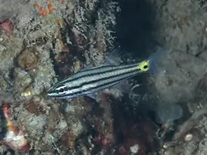 Underwater Worlds Prints: A striped fish, toothed cardinalfish (Cheilodipterus isostigmus)