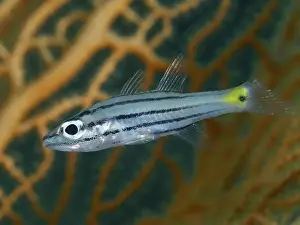 Water Animals Prints: A striped fish with a yellow tail
