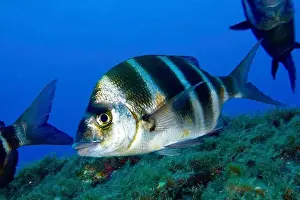 Marine Animal Prints: A striped fish, zebra bream (Diplodus cervinus cervinus)