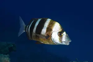 Marine Animal Prints: A striped fish, zebra bream (Diplodus cervinus cervinus)