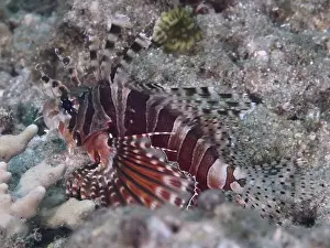 Sea Fish Prints: A striped fish, zebra lionfish (Dendrochirus zebra)