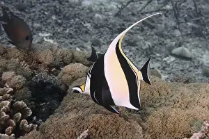 Swims Prints: A striped halterfish (Zanclus cornutus) swimming over corals on the seabed