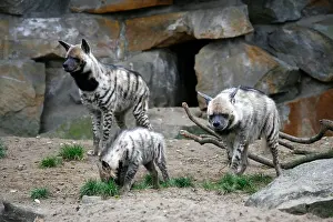 Hyena Prints: Striped Hyena Crocuta hyaena pair with cub in a zoo