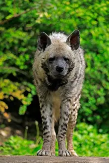 Hyena Prints: Striped hyena (Hyaena hyaena), adult, alert, captive