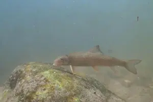 Catostomidae Prints: Striped jumprock eating algae on a rock