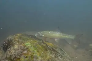 Catostomidae Prints: Striped jumprock eating algae on a rock