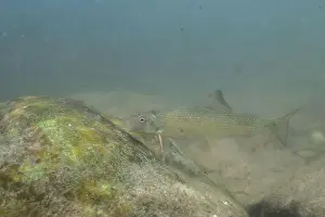 Catostomidae Prints: Striped jumprock eating algae on a rock