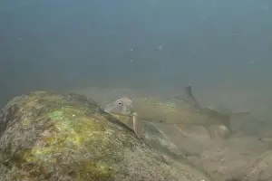 Catostomidae Prints: Striped jumprock eating algae on a rock