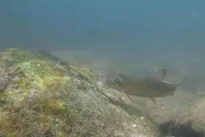 Catostomidae Prints: Striped jumprock eating algae on a rock