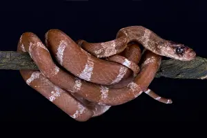 Tree Snake Prints: Striped Malagasy tree snake, Parastenophis betsileanus