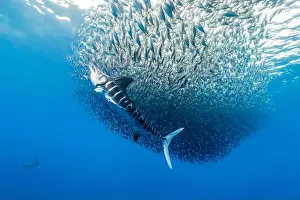 Bait Prints: striped marlin, Kajikia audax, near threatened