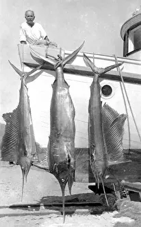 Mexican Prints: Striped marlin (Kajikia audax) and twice fanfish (Istiophorus platypterus)