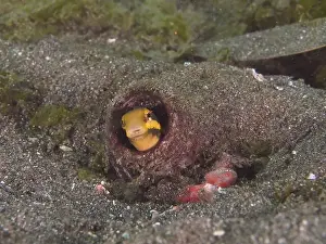 Dive Site Prints: A striped mimicry blenny (Petroscirtes breviceps) hides in a bottle buried in the sandy seabed