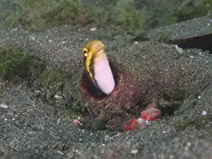 Water Animals Prints: A striped mimicry blenny (Petroscirtes breviceps) looks out of a bottle buried in the sandy seabed