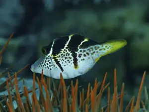 Orange Coloured Prints: A striped mimicry filefish (Paraluteres prionurus)