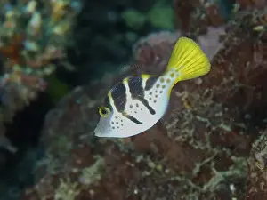 Floats Prints: A striped mimicry filefish (Paraluteres prionurus) with a yellow fin swims through tropical waters