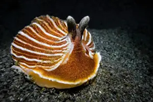 Nudibranchia Prints: Striped Nudibranch, Armina californica
