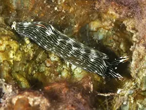 Molluscs Prints: Striped nudibranch, gracile thuridilla (Thuridilla gracilis)