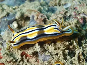 Sea Animal Prints: Striped nudibranch in yellow, white and black