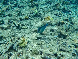 Reality Prints: Striped parrotfish (Scarus taeniopterus) feeding on damged coral reef
