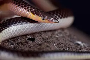 Malawi Prints: The Striped Quill-snouted Snake (Xenocalamus bicolor lineatus) is a rear-fanged venomous